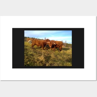 Scottish Highland Cattle Cow and Bull 1004 Posters and Art